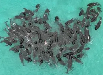 51 pilot whales died after they ran aground on a beach in Western Australia