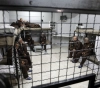 4 administrative detainees in "Nafha" continue their strike