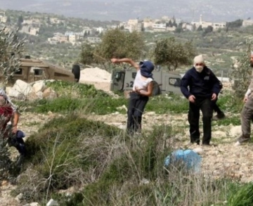 Settlers destroy dozens of trees south of Nablus