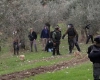 Settlers uproot trees and bulldoze lands in Hebron and Salfit