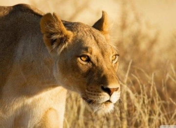 A lioness kills her three cubs at an American zoo.