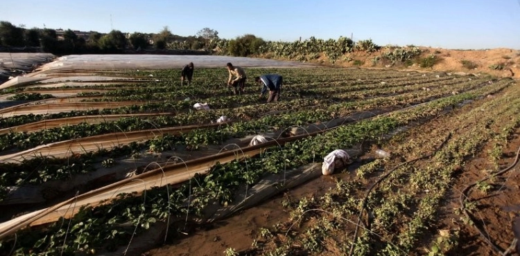 Report: More than 328 million dollars in financial losses to Gaza Strip farmers