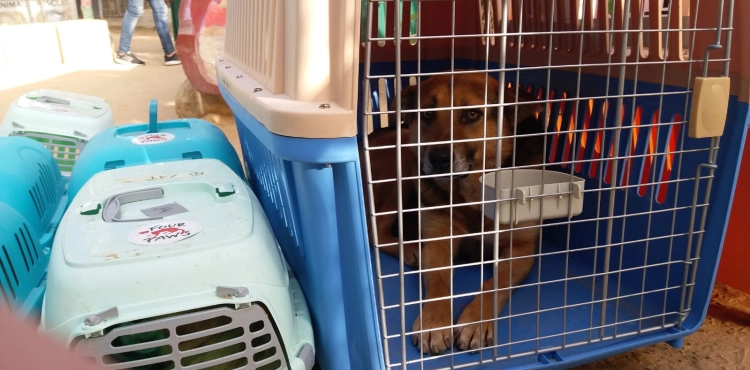 An international organization transporting 40 animals and birds from the Gaza Strip to Jordan