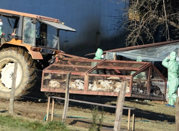 16 million birds killed in France due to bird flu