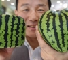 Two watermelons sold for about $ 25,000 in Japan