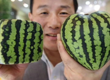 Two watermelons sold for about $ 25,000 in Japan