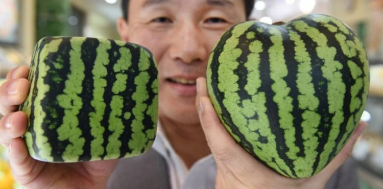 Two watermelons sold for about $ 25,000 in Japan