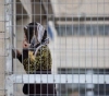 Tunisian organizations reject Israeli occupation practices against Palestinian women prisoners