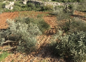 Settlers uproot 30 olive trees south of Nablus