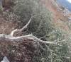 Jewish settlers cut dozens of olive trees south of Jenin