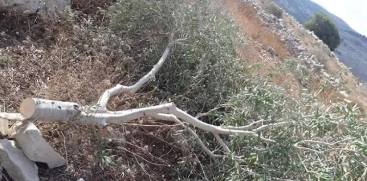 Jewish settlers cut dozens of olive trees south of Jenin