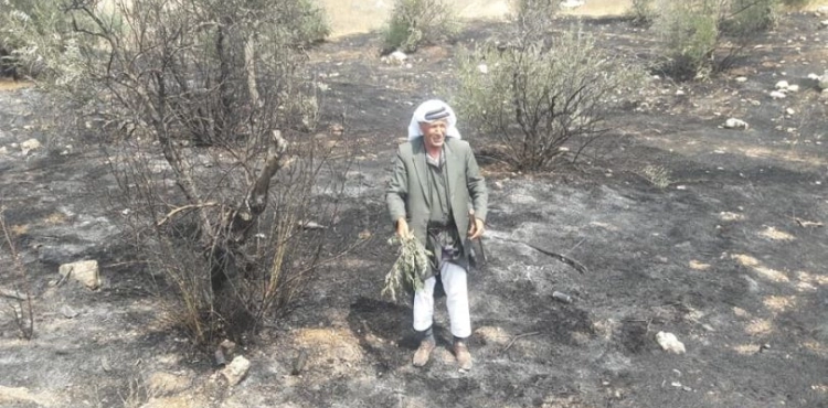 Settlers burn 200 olive trees south of Bethlehem