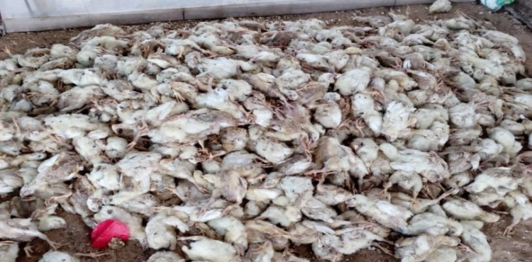 Half a million dollars losses of farmers in Gaza during the heat wave