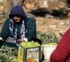 Settlers steal 900 olive trees south of Nablus