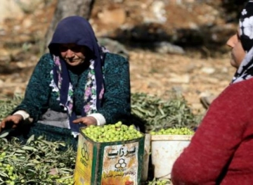 Settlers steal 900 olive trees south of Nablus