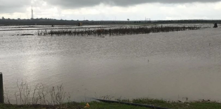Occupation floods agricultural land with rainwater east of Gaza
