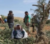 The occupation uproots 400 olive seedlings, west of Bethlehem