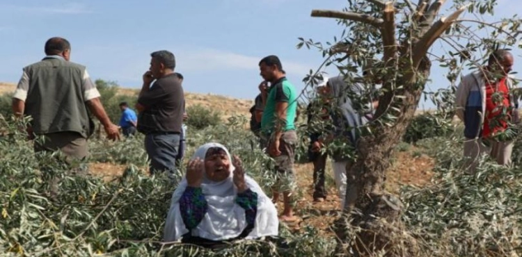 The occupation uproots 400 olive seedlings, west of Bethlehem