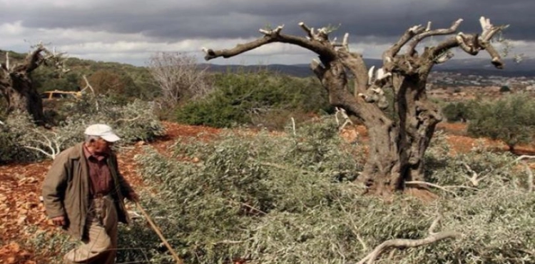 Settlers cut 40 olive trees south of Nablus