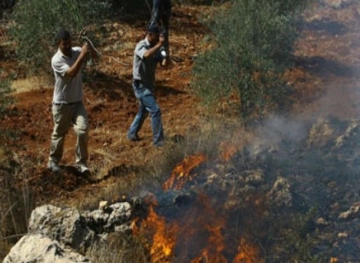 Settlers burn agricultural land in Burin, south of Nablus