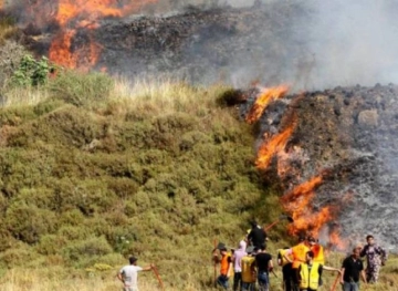 Occupation causes the burning of 14 dunums east of Ramallah