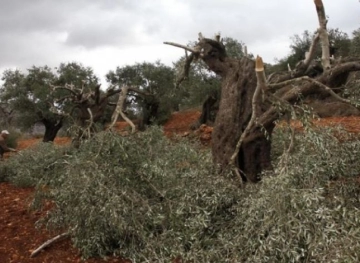 Settlers cut down dozens of perennial olive trees southwest of Bethlehem