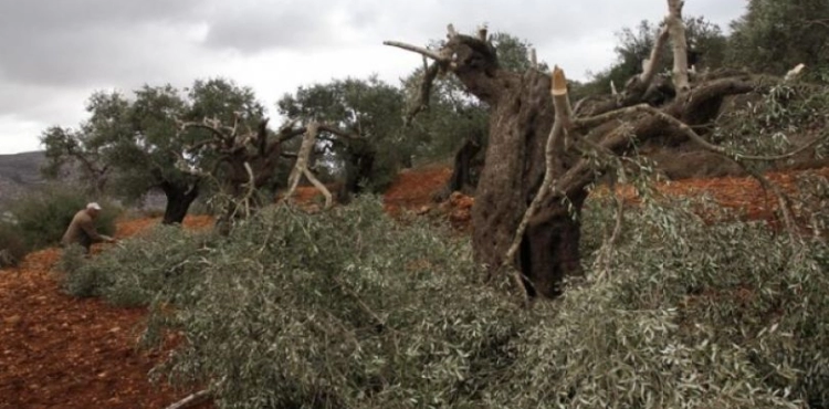 Settlers cut down dozens of perennial olive trees southwest of Bethlehem