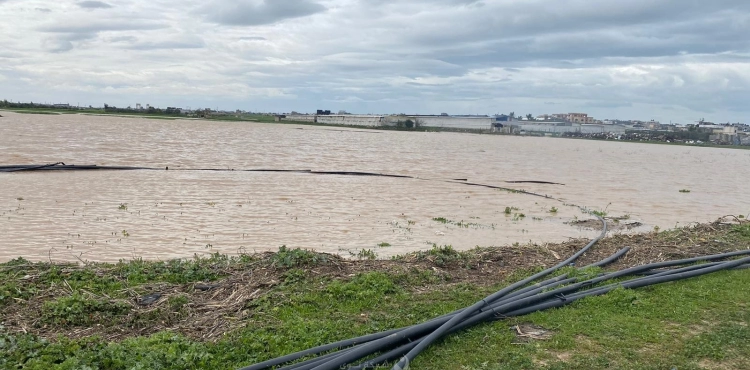 Gaza .. $ 1.5 million losses of &quot;Israel&quot; dumping agricultural lands