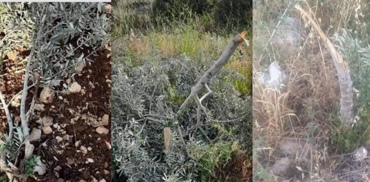 Uprooting and chopping down more than 50 olive trees in Hebron and Salfit