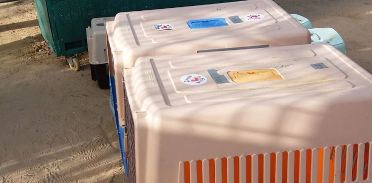 An international organization transporting 40 animals and birds from the Gaza Strip to Jordan