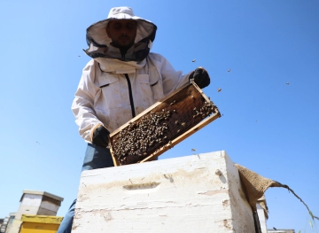 Bees also pay the price for climate change