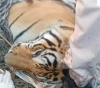 Man-eating tiger killed in India after killing nine people