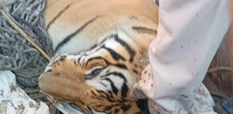 Man-eating tiger killed in India after killing nine people