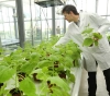 Chinese scientists develop heat-resistant plants