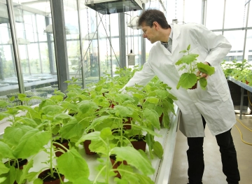 Chinese scientists develop heat-resistant plants