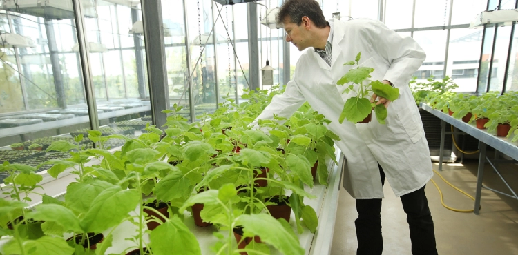 Chinese scientists develop heat-resistant plants