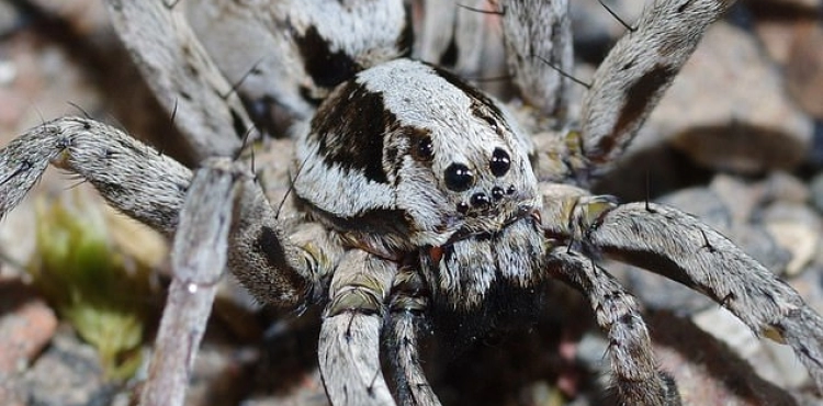One of Britain&acute;s most dangerous spiders is making a comeback