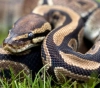 German police chase a giant snake in the streets after it escaped