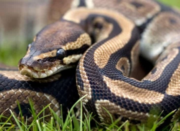 German police chase a giant snake in the streets after it escaped