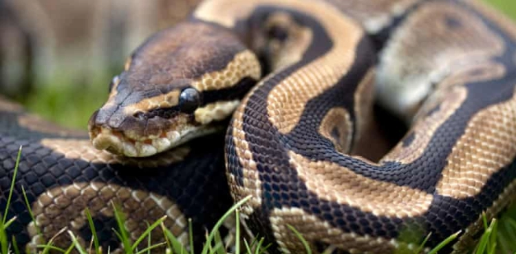 German police chase a giant snake in the streets after it escaped