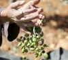 Farmers demand protection from settlers&acute; violence during the olive harvest