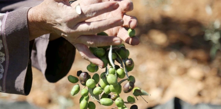 Farmers demand protection from settlers&acute; violence during the olive harvest