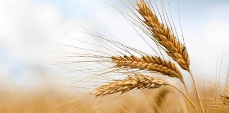 A slight rise in wheat prices in the Chicago Board of trade affected by export sales to Egypt