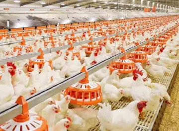 The occupation is sinking the Palestinian market with poultry in the settlements to hit the farmer
