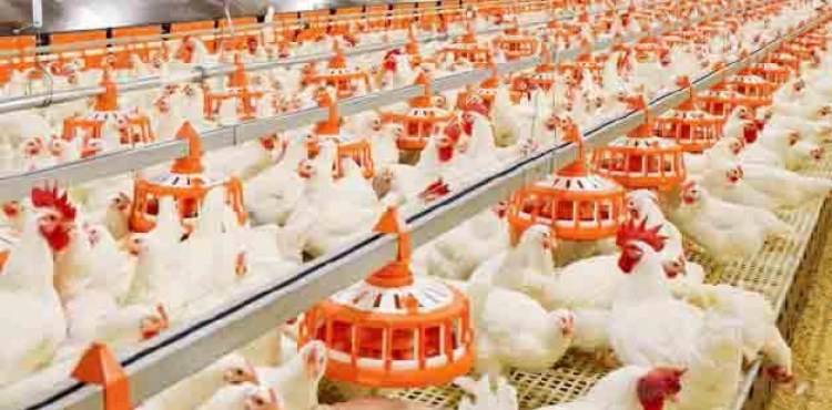 The occupation is sinking the Palestinian market with poultry in the settlements to hit the farmer