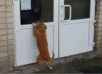 (video) A dog waits for weeks at the hospital door