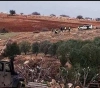 The occupation is uprooting 200 cactus seedlings in the northern Jordan Valley.