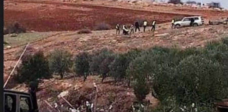 The occupation is uprooting 200 cactus seedlings in the northern Jordan Valley.
