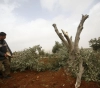 Tarqumiya: Settlers uproot 100 fruit trees