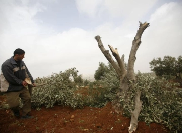 Tarqumiya: Settlers uproot 100 fruit trees